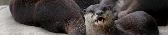 submit otters